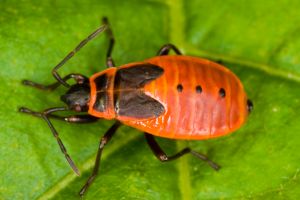 Fire Bug (Pyrrhocoris apterus) nymph on green leaf in Hungary