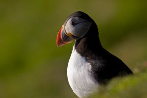 Atlantic puffin between grass