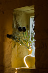 Nicely lit vase with flowers