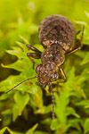 Elaphrus cupreus ground beetle