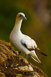 Northern Gannet (Morus bassanus) on cliff