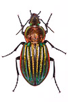 Carabus nitens ground beetle