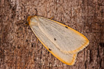Four-dotted Footman (Cybosia mesomella)