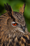  Eurasian Eagle-owl (Bubo bubo)