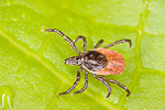 Tick ( Ixodes ricinus )