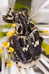 Valgus hemipterus scarab beetle
