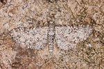 Eupithecia graphata pug