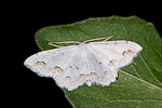 Lace Border (Scopula ornata)