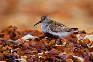 Dunlin (Calidris alpina) Dunlin (Calidris alpina)