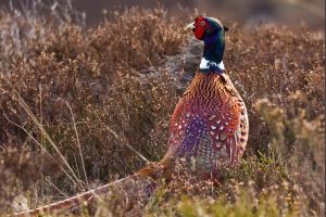 Common Pheasant (Phasianus colchicus)
